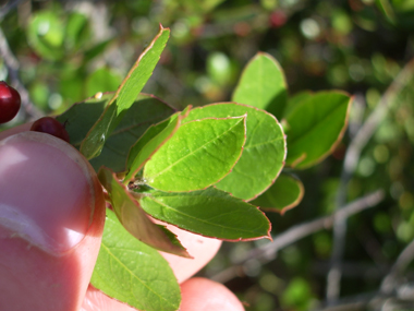 Feuilles persistantes, alternes et fréquement dentées. Agrandir dans une nouvelle fenêtre (ou onglet)